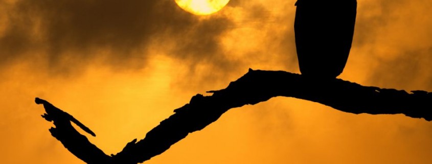 cape vulture at sunrise in satara area in kruger national park s africa