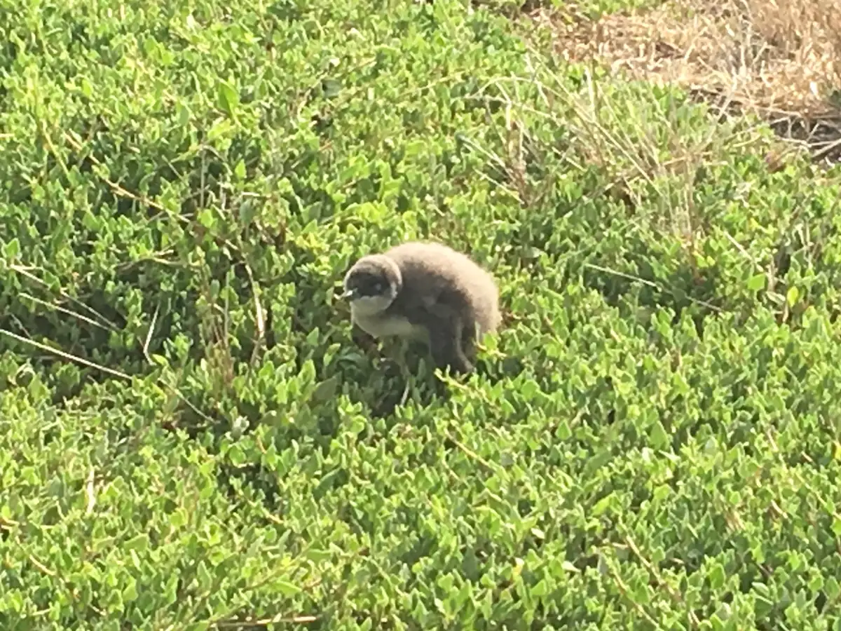 A fairy penguin chick on green ground cover, Phillip Island