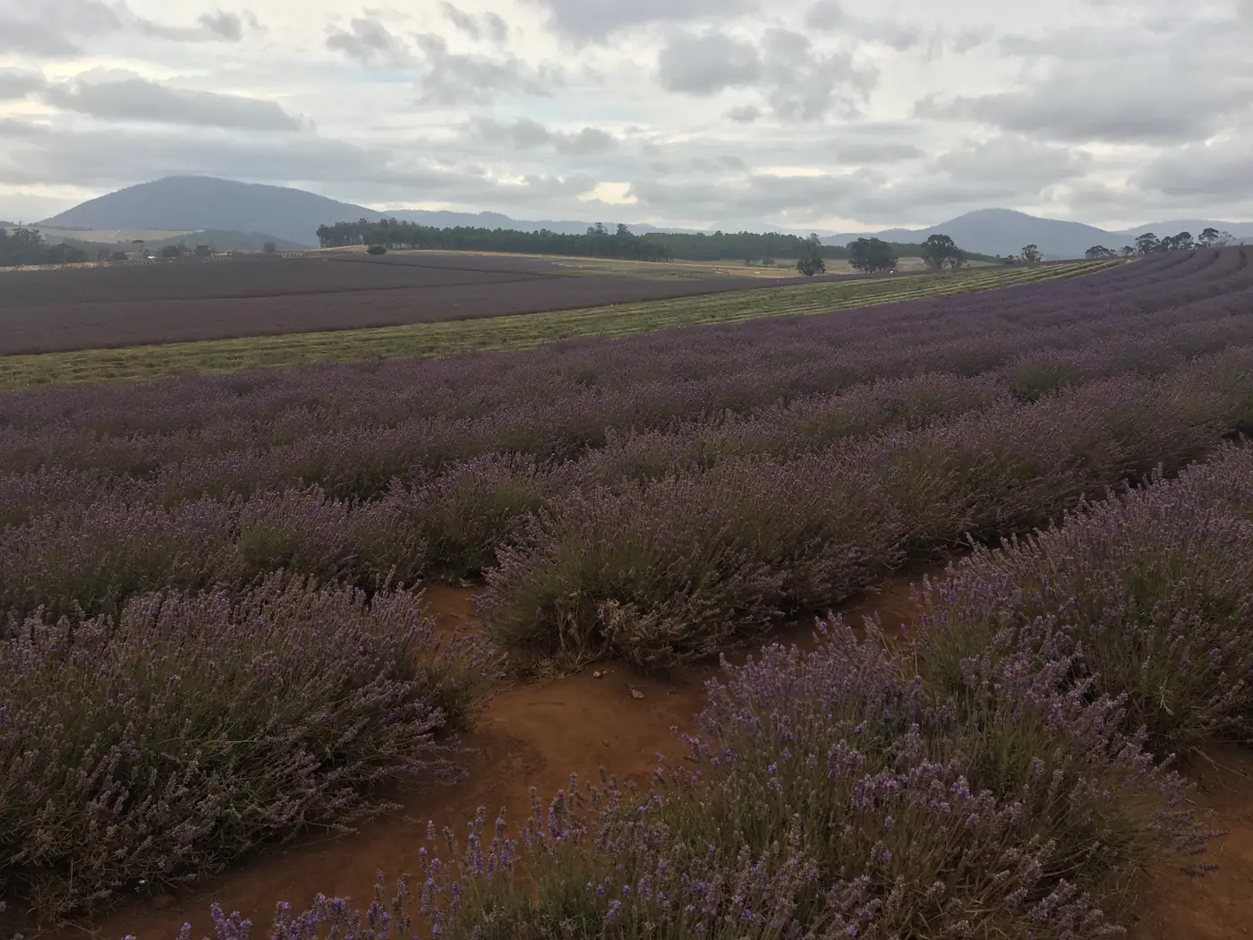 Rows of lavender running to the hills in Tasmania