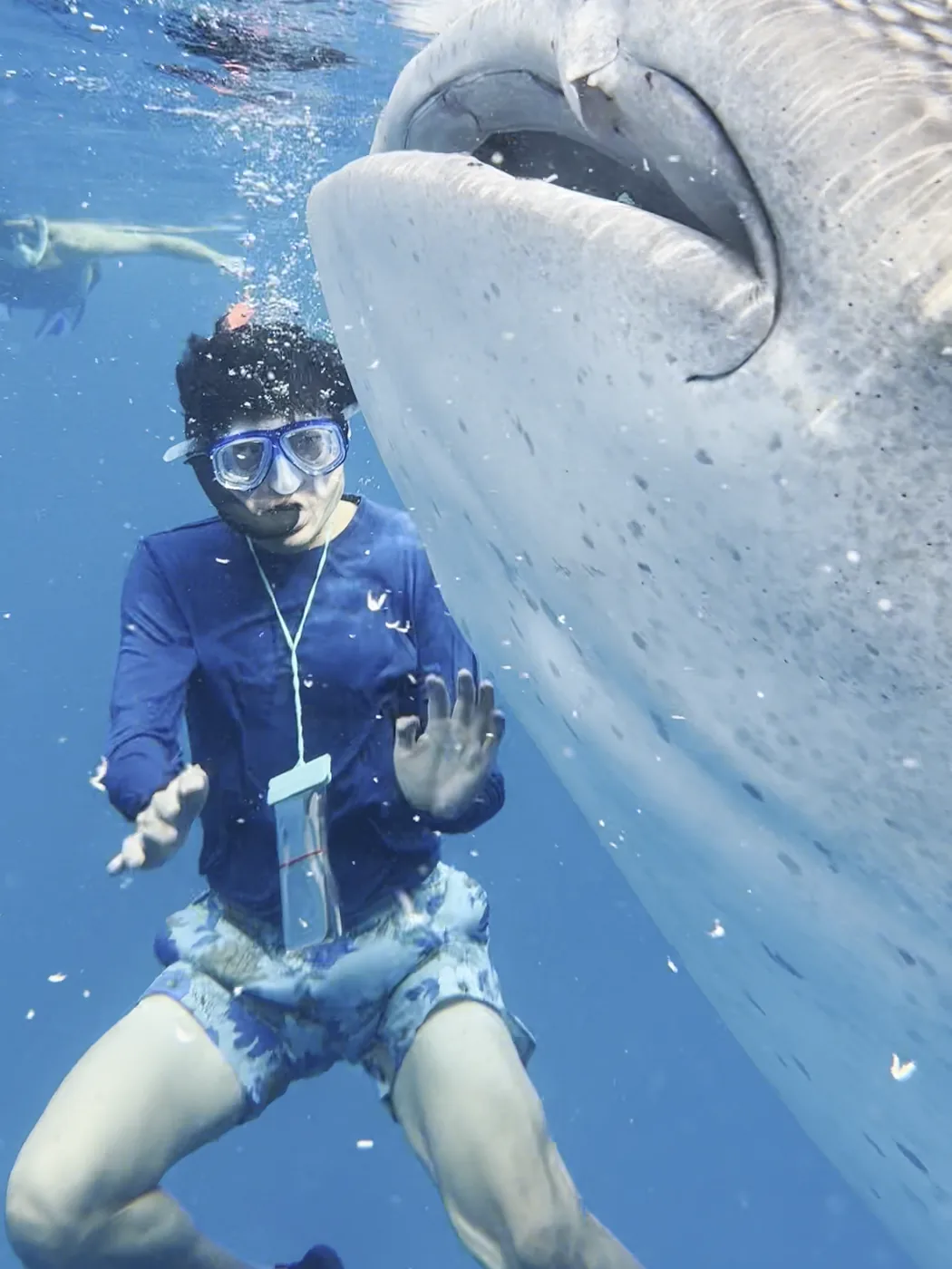 A snorkeller face to face with a whale shark at Oslob, Cebu