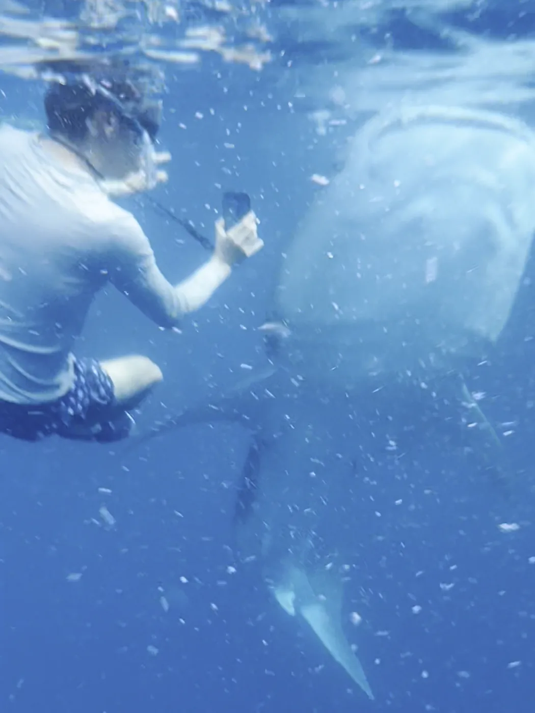 Spencer swimming beside a whale shark at Oslob, Cebu