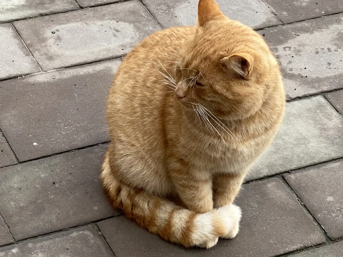 A ginger cat sitting on the paving stones at Mir Castle