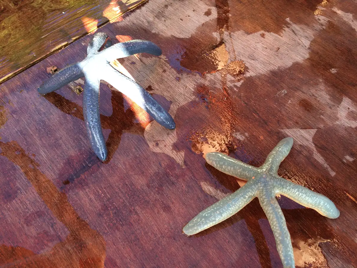 Two starfish on the boat deck
