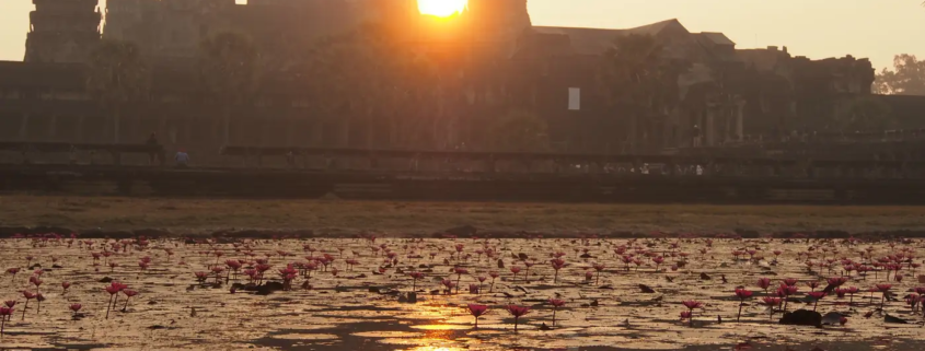 Angkor Wat at sunrise with lotus flowers in the pond