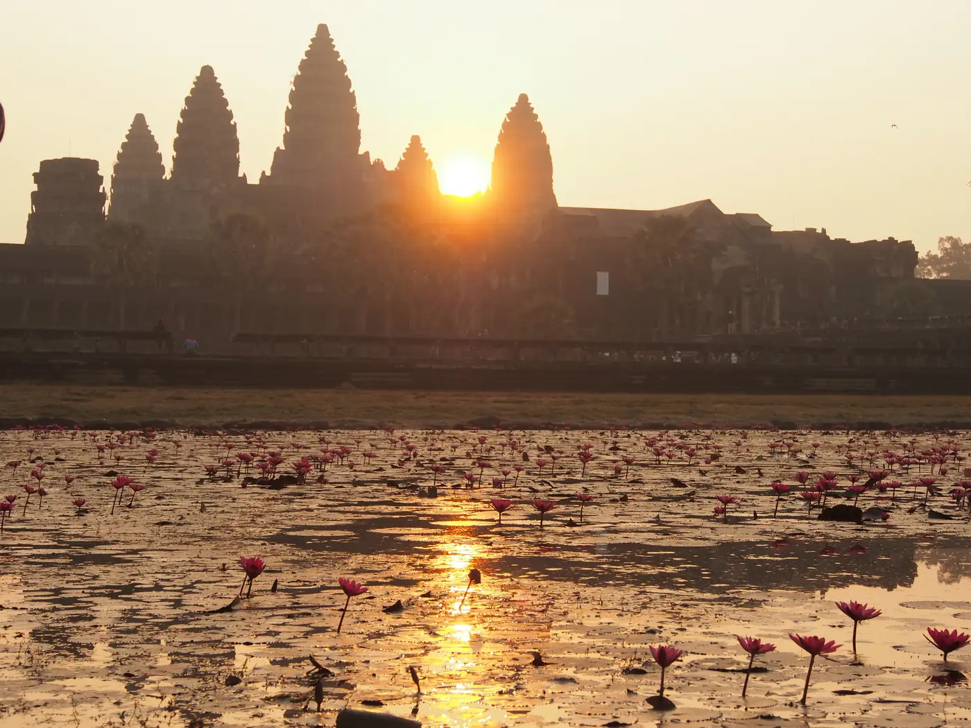 Angkor Wat at sunrise with lotus flowers in the pond