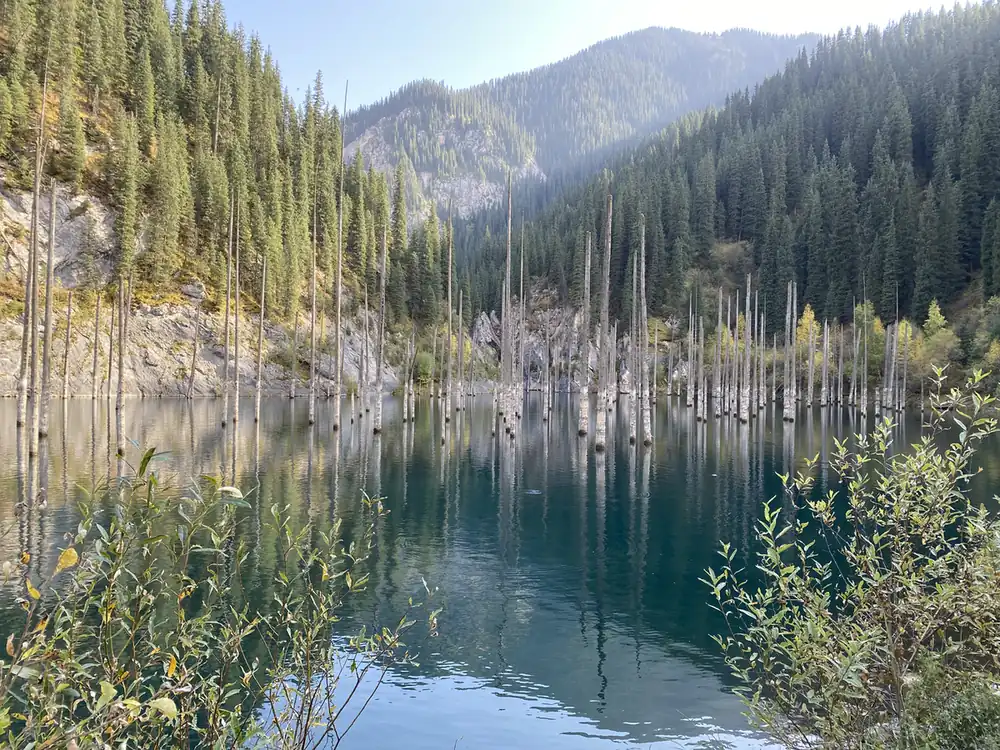 Drowned spruce trunks reflected in Kaindy Lake