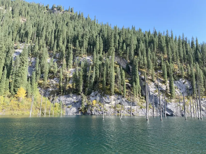 Spruce trunks standing in the turquoise water of Kaindy Lake