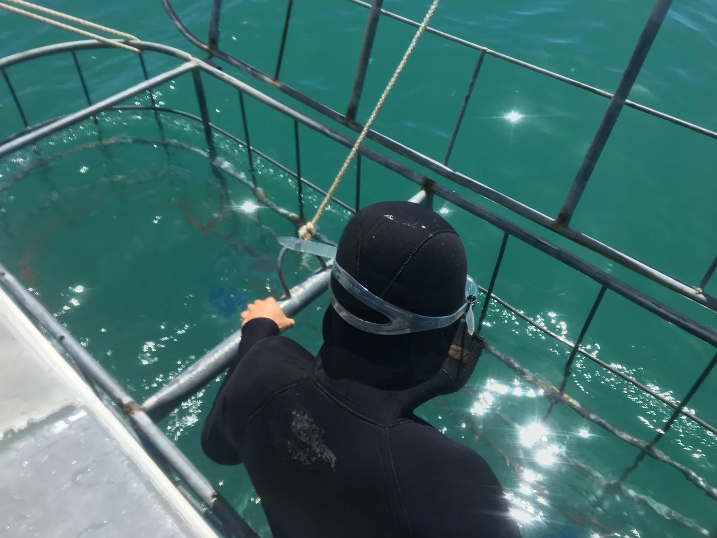 A diver in the shark cage