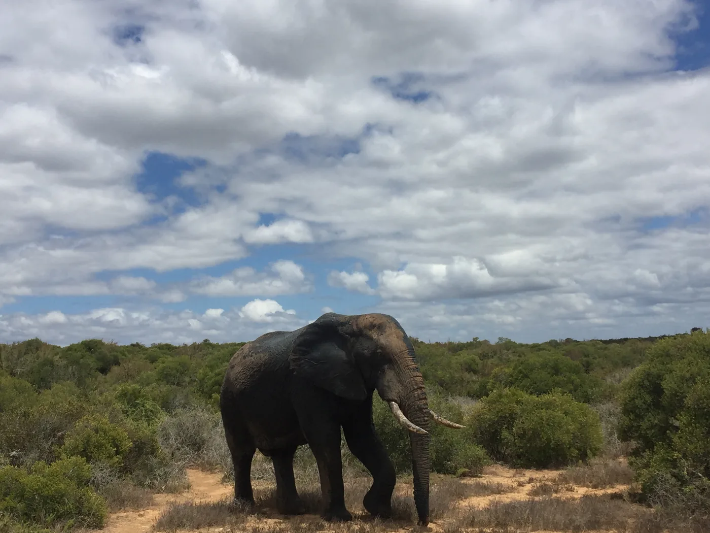 A lone elephant by the road