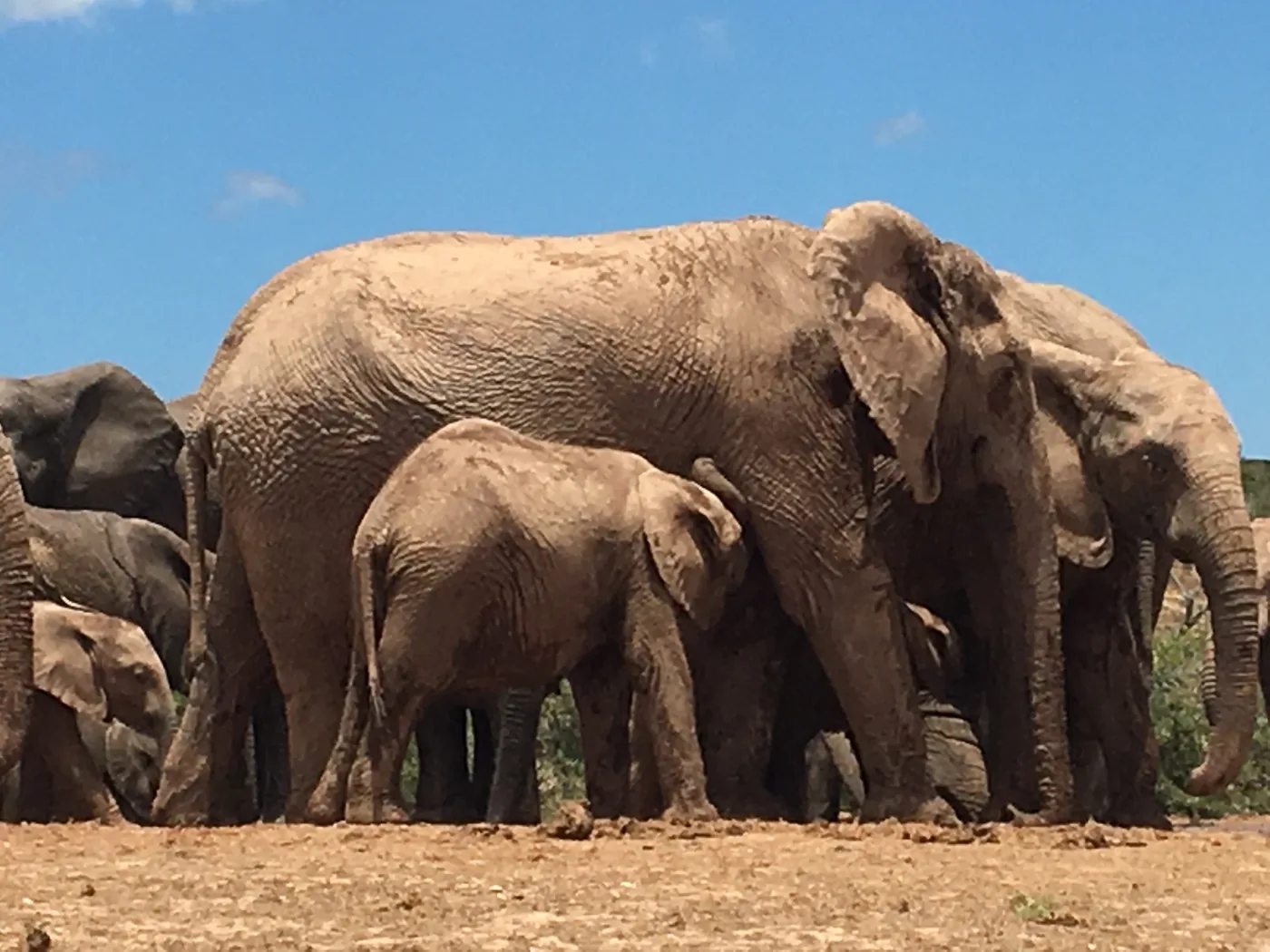 An elephant mother and calf at a waterhole