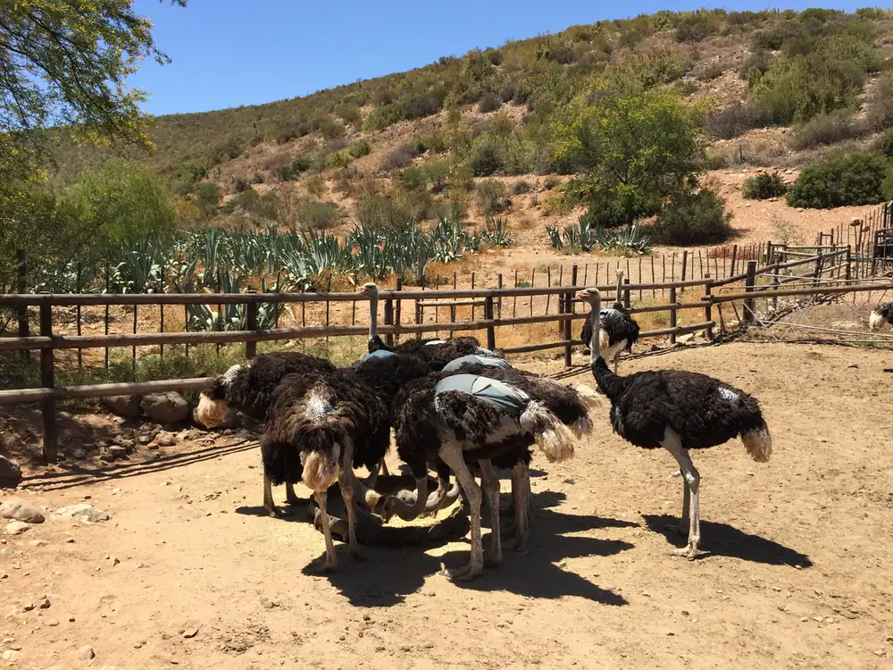 Ostriches at a feeder