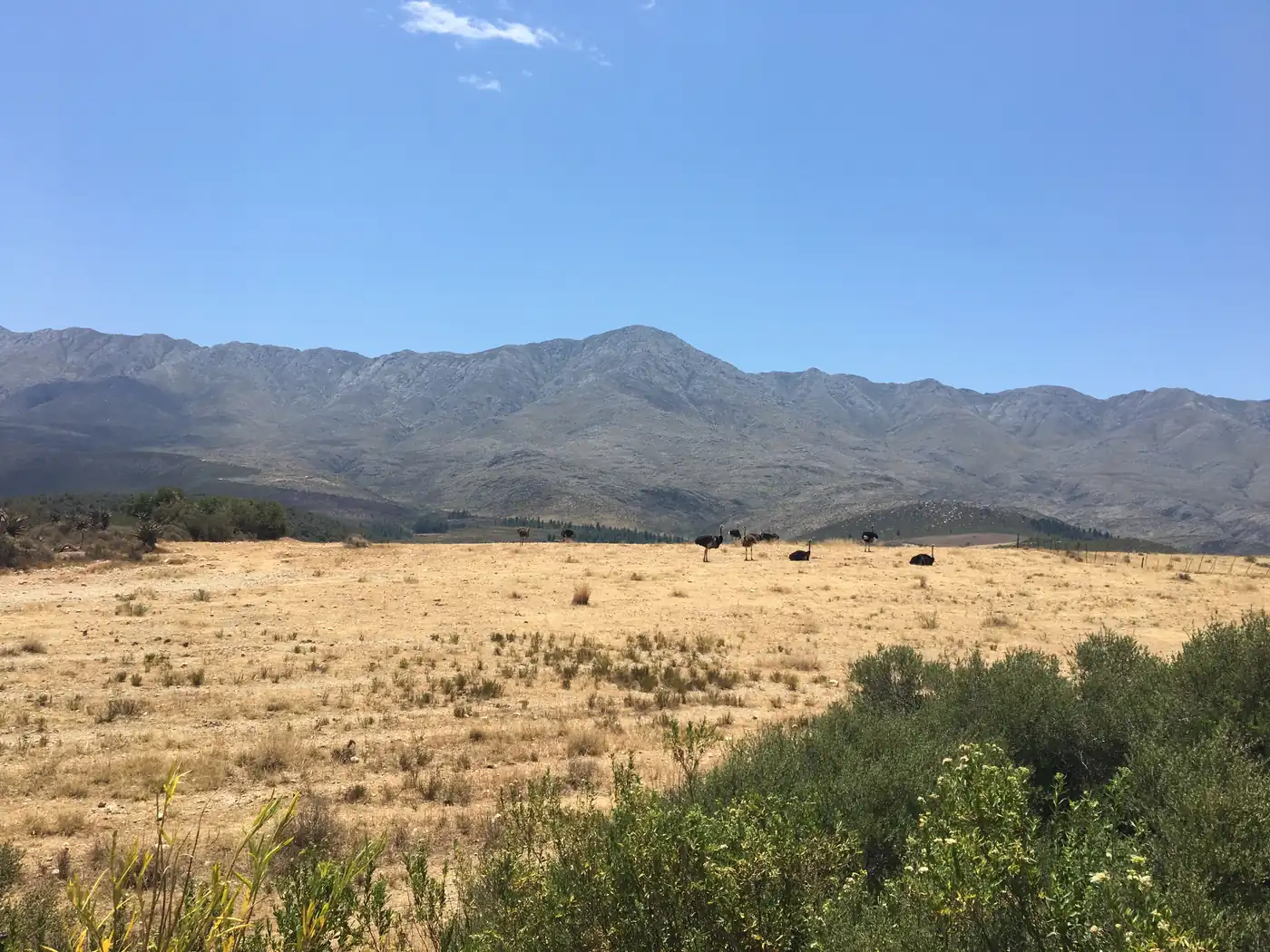 Ostriches on the Karoo veld