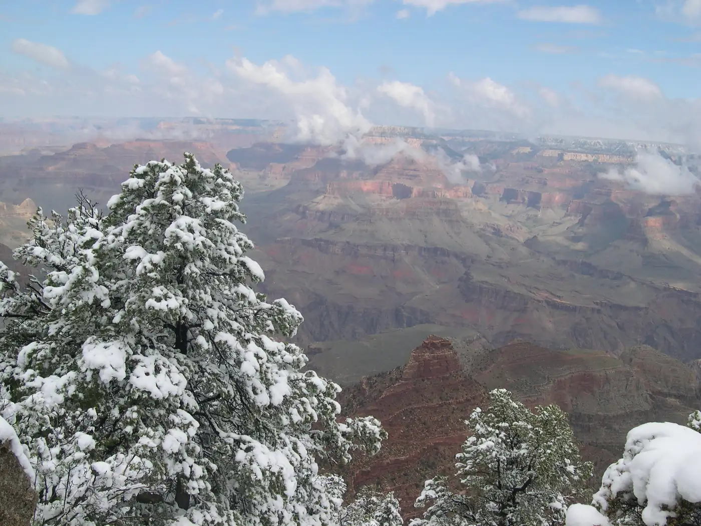 Snow-loaded trees over the canyon in May