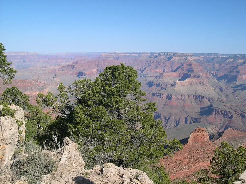 The South Rim, a juniper in front