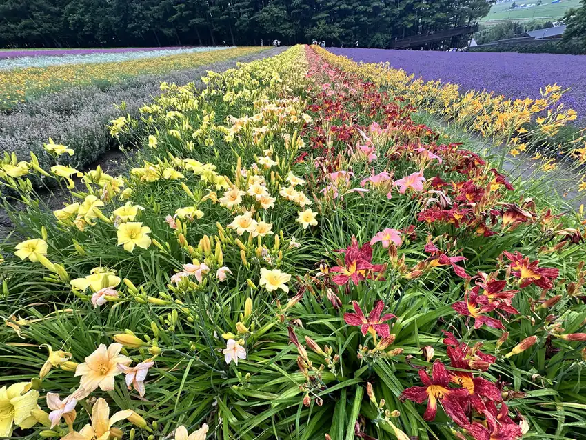 Farm Tomita's flower rows