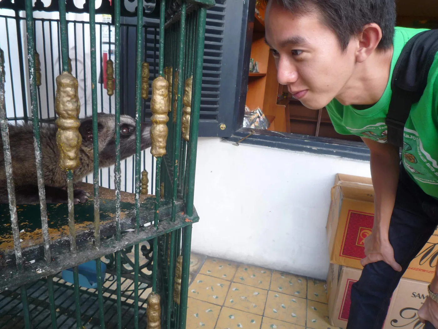 A luwak (civet cat) at a coffee farm