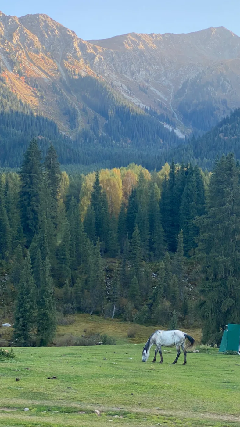 A white horse grazing below the spruce forest in the Jeti-Oguz valley