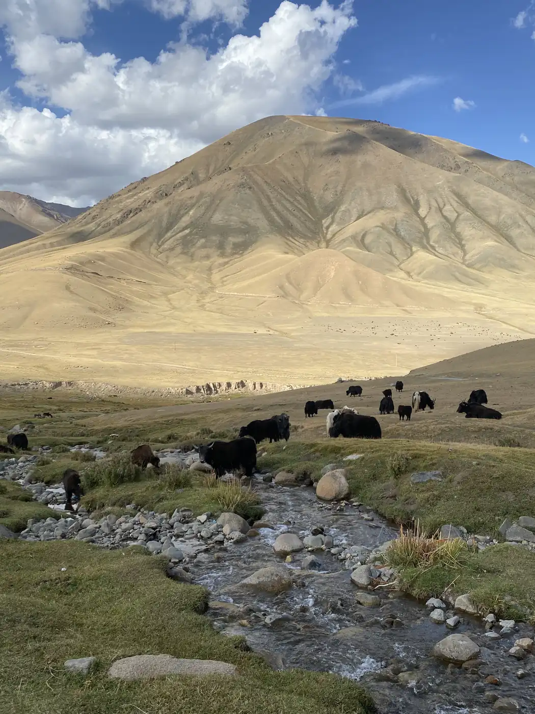 Black yaks grazing by a stream on the road up to Song-Kol