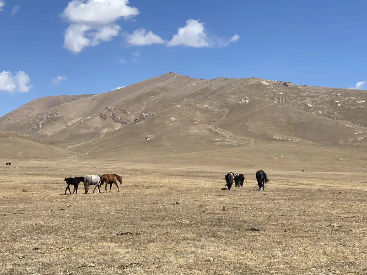 Horses grazing on the open pasture near Song-Kol Lake