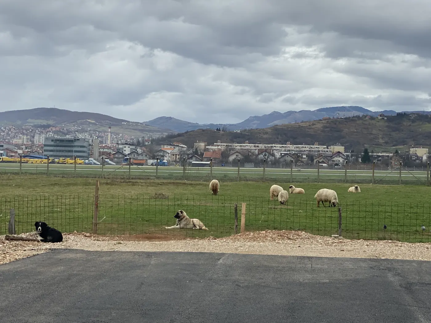 Sheep grazing in a field beside Sarajevo airport, near the Tunnel of Hope