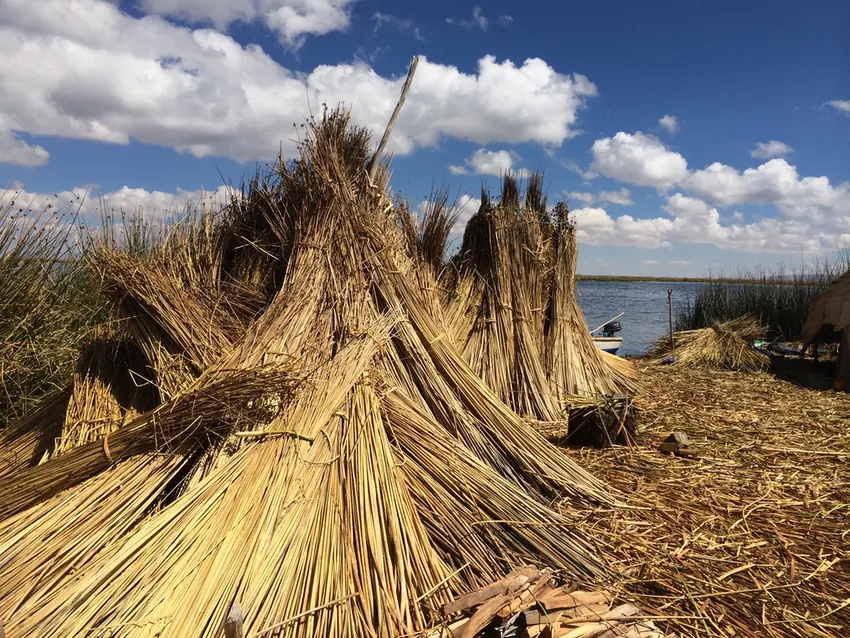 Bundles of totora reeds on a Uros floating island
