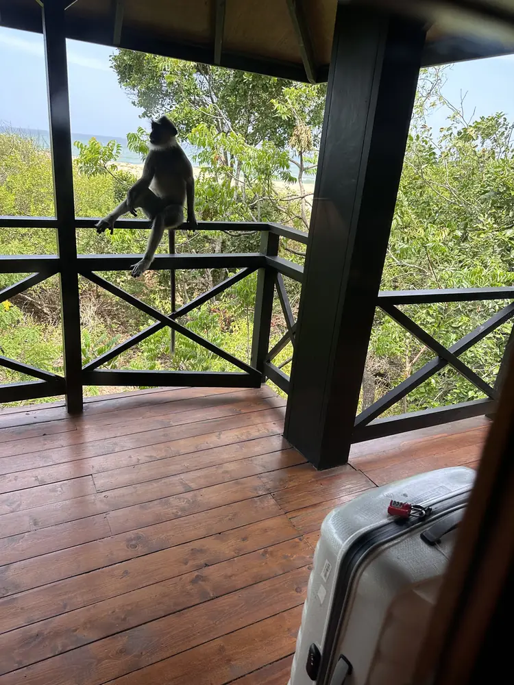 A langur on the chalet balcony
