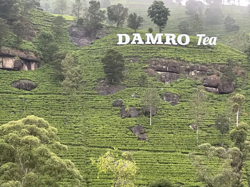 A tea estate hillside