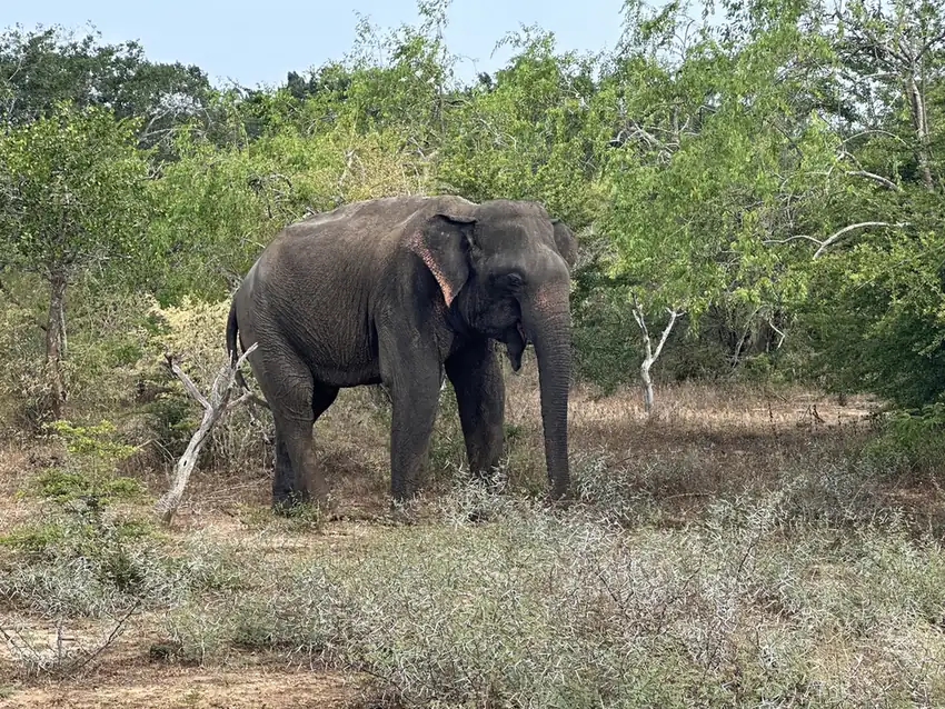 A wild elephant in Yala