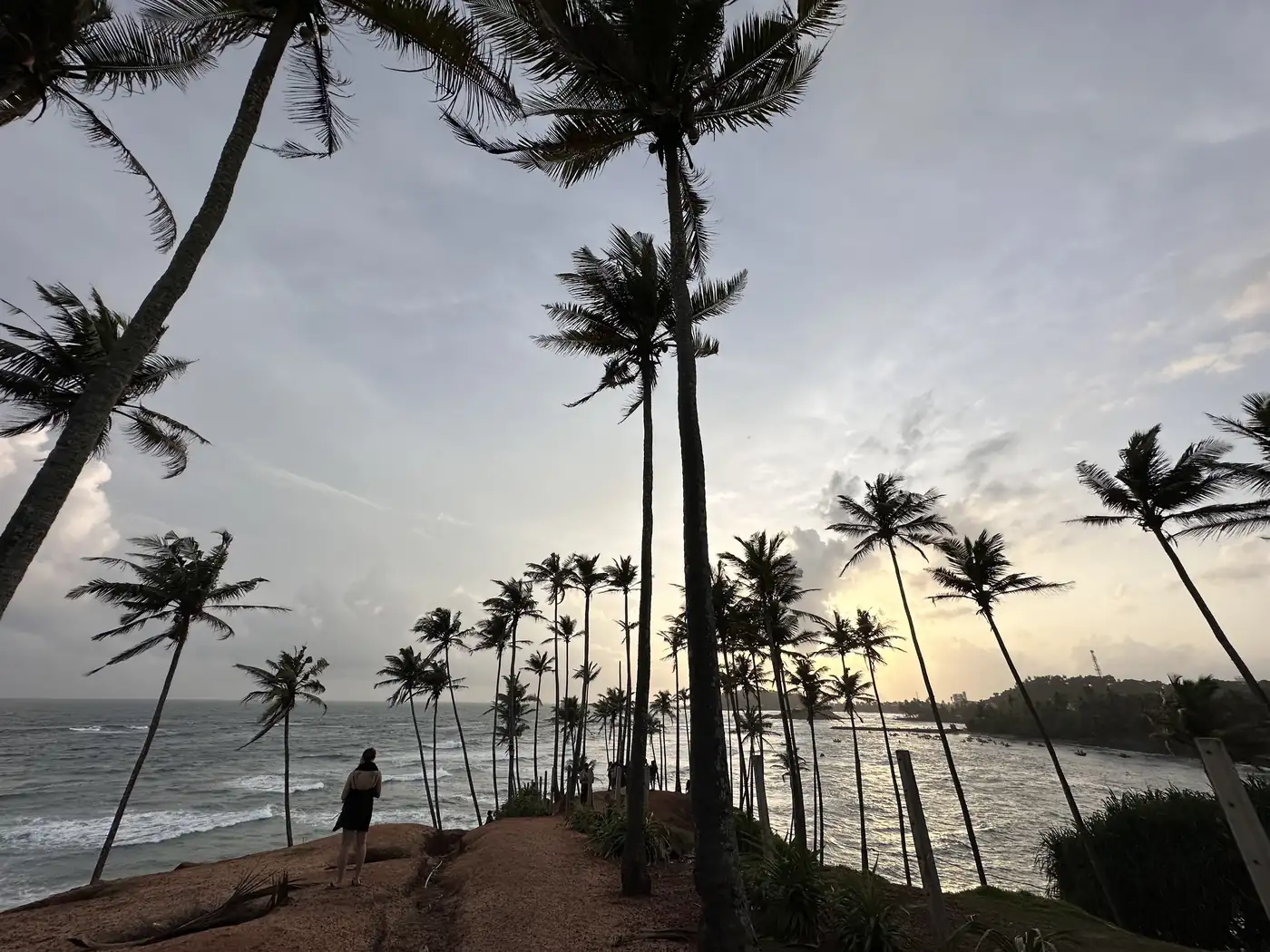 Coconut Tree Hill