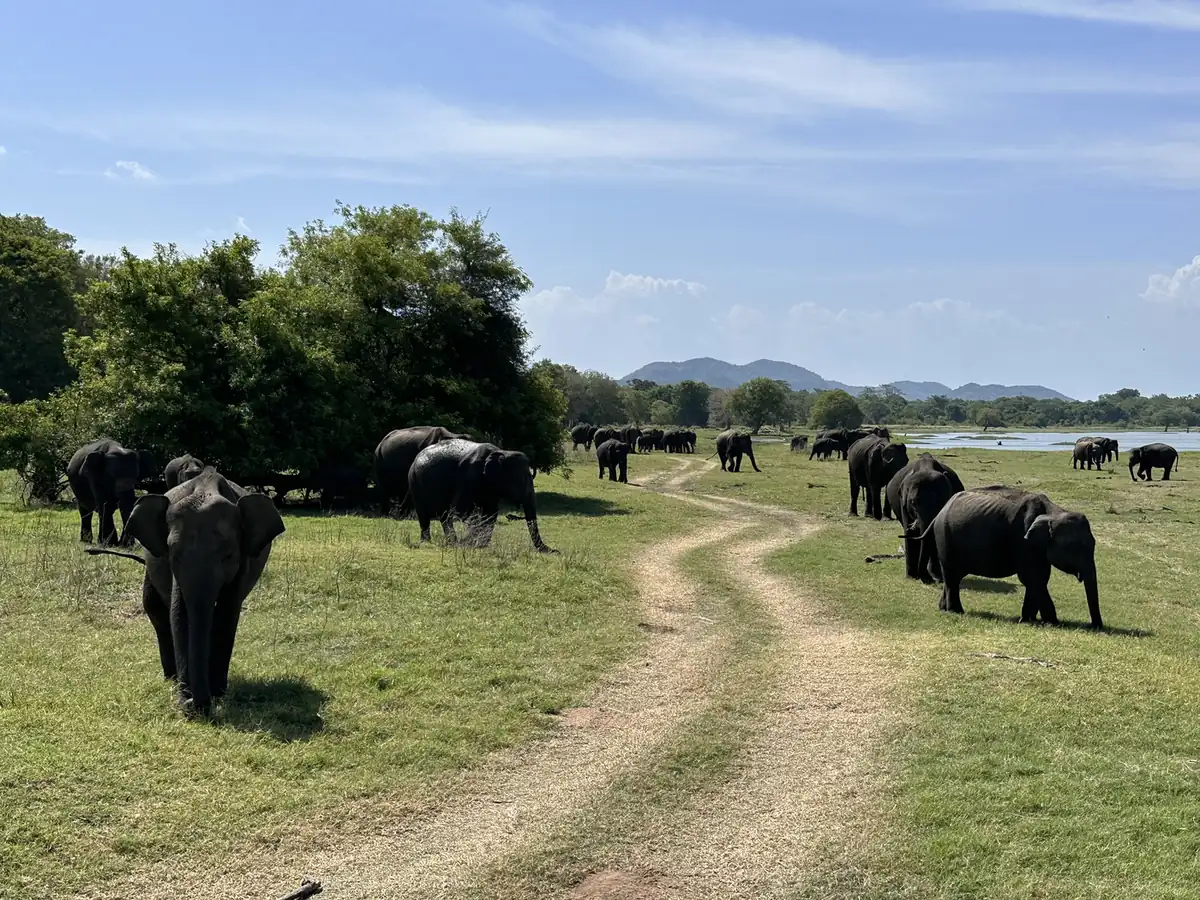 The elephant herd at Minneriya
