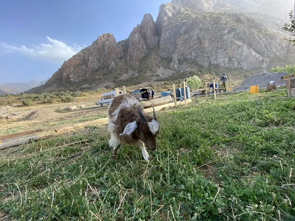 A goat grazing below rocky peaks in the village of Sarytag