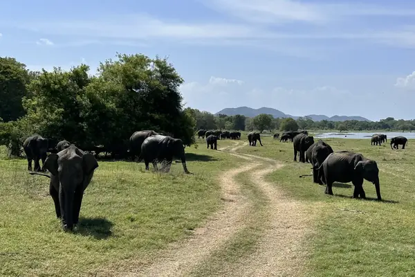 Sri Lanka in 14 Days: Ancient Cities, Tea Country and Yala by Private Driver