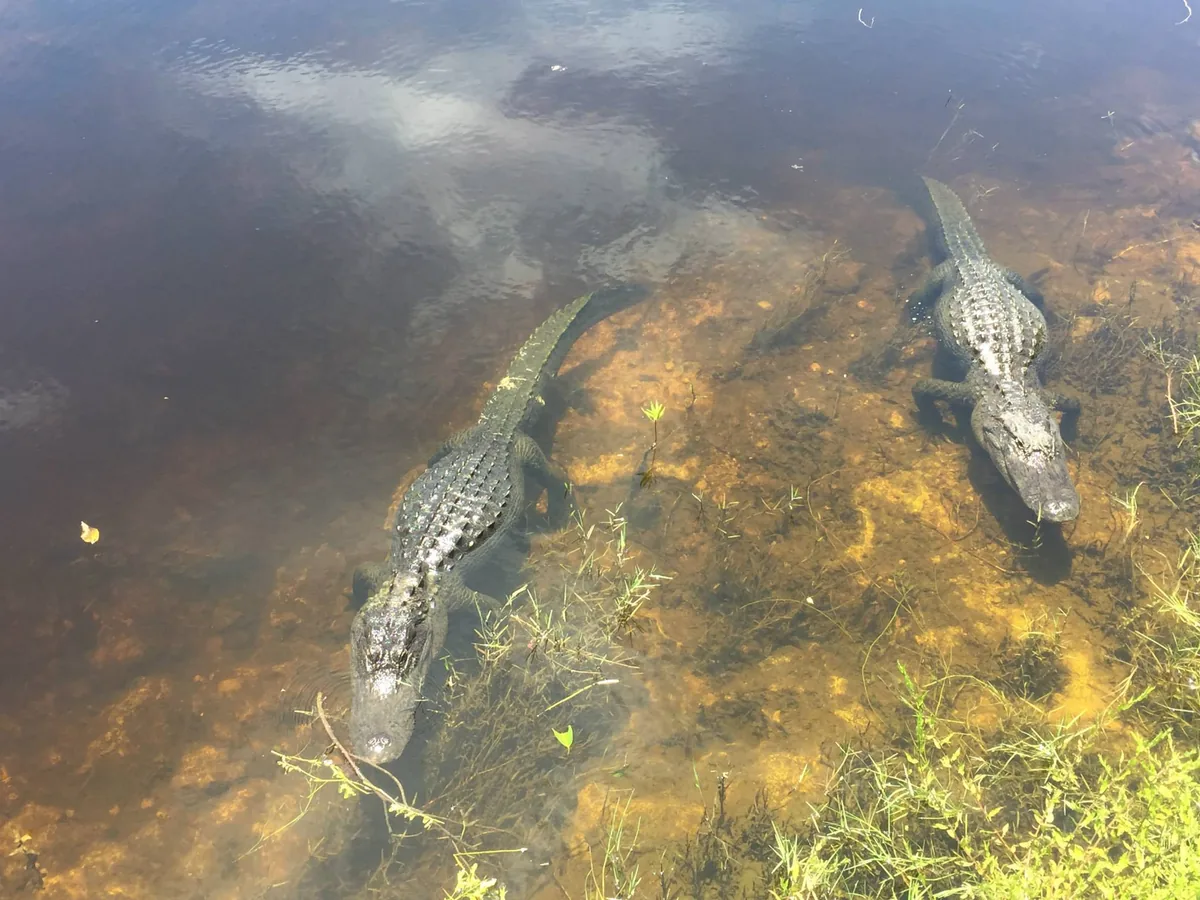 Two alligators resting in the shallow water of the Everglades